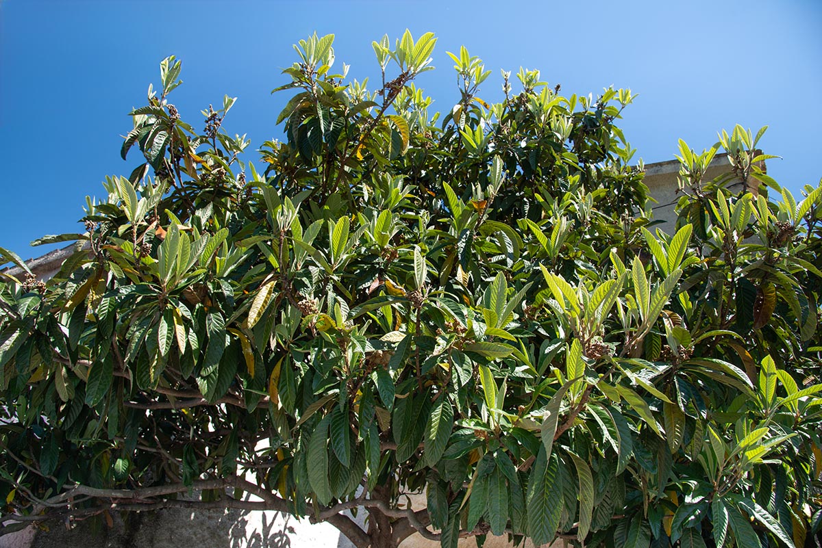 Habitus